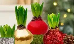 Pflanzen Kölle Weihnachts Wachshyazinthe Winter Angebot