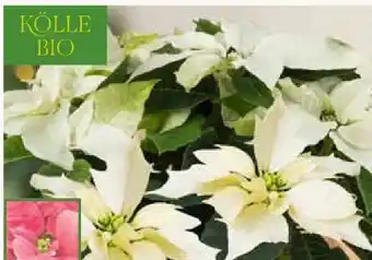 Pflanzen Kölle Kölle's Bio Bio-Weihnachtsstern Angebot