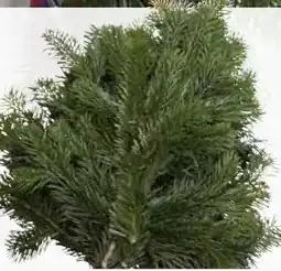 Pflanzen Kölle Nordmanntannen-Handbund Angebot