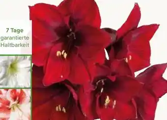Pflanzen Kölle Schnittamaryllis Angebot