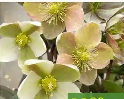 Pflanzen Kölle Lenzrose Angebot