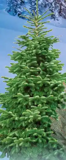 Pflanzen Kölle Nordmann Original Nordmanntanne Angebot