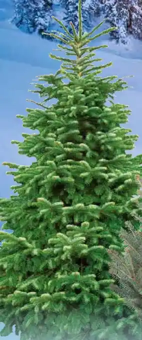 Pflanzen Kölle Nordmann Original Nordmanntanne Angebot