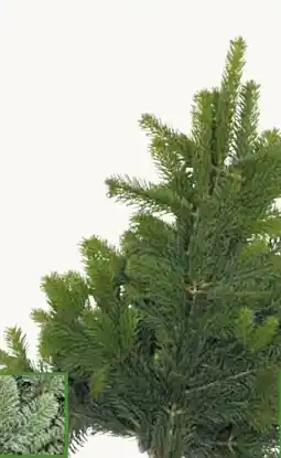 Pflanzen Kölle Handbund Nobilis Angebot