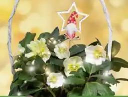 Pflanzen Kölle Christrose im Henkelkorb Angebot