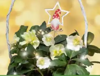 Pflanzen Kölle Christrose im Henkelkorb Angebot