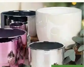 Pflanzen Kölle Übertopf Gloss Angebot