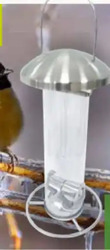 Pflanzen Kölle Kölle Futtersäule Bonnie Angebot