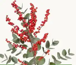 Pflanzen Kölle Ilex mit Seidenkiefer Angebot