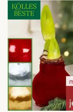 Pflanzen Kölle Kölle's Beste Gewachste Amaryllis XL Angebot