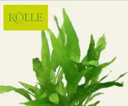 Pflanzen Kölle Wasserpflanze Javafarn Angebot