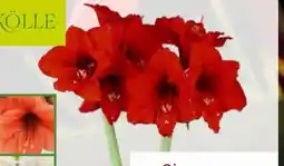 Pflanzen Kölle Kölle Amaryllis Angebot