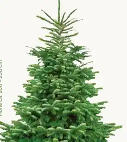 Pflanzen Kölle XL Bio Nordmanntanne Angebot