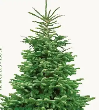 Pflanzen Kölle XL Bio Nordmanntanne Angebot