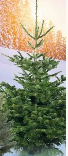 Pflanzen Kölle Nordmanntanne Angebot