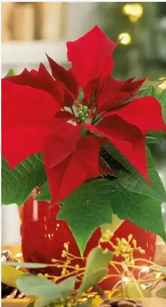 Pflanzen Kölle Weihnachtsstern-Eintrieber Angebot