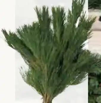 Pflanzen Kölle Seidenkiefer Handbund Angebot