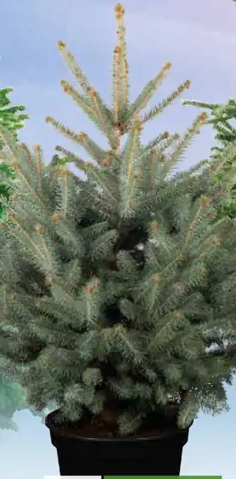 Pflanzen Kölle Getopfte Blaufichte Angebot