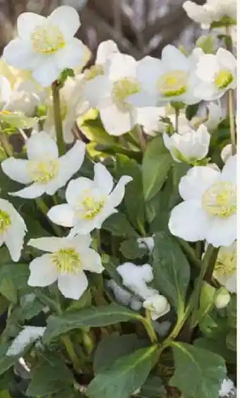 Pflanzen Kölle Christrose XL Angebot