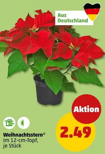 PENNY Weihnachtsstern Angebot
