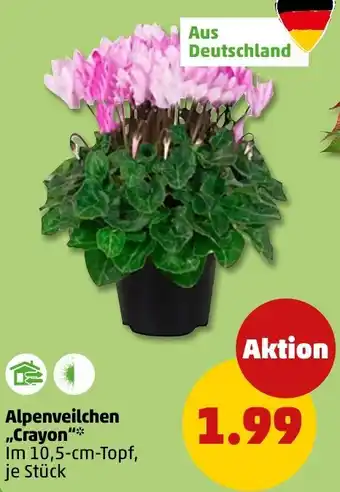 PENNY Alpenveilchen „Crayon" Angebot