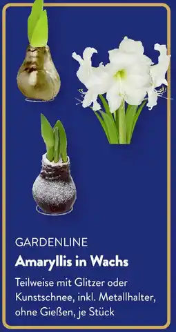 Aldi Süd GARDENLINE Amaryllis in Wachs Angebot