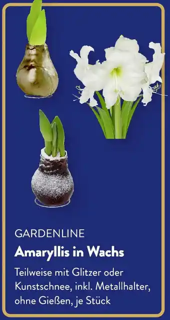GARDENLINE Amaryllis in Wachs