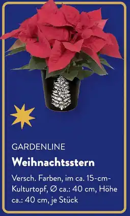 Aldi Süd GARDENLINE Weihnachtsstern Angebot