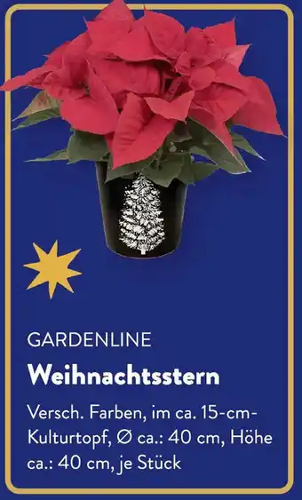 Aldi Süd GARDENLINE Weihnachtsstern Angebot