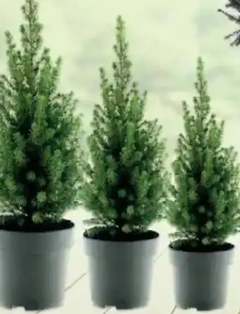 Jawoll Zuckerhutfichte Angebot