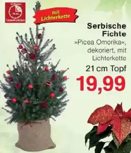 Jawoll Serbische Fichte Angebot