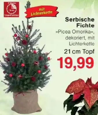 Jawoll Serbische Fichte Angebot
