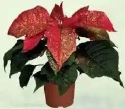 Jawoll Weihnachtsstern Angebot