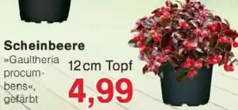 Jawoll Scheinbeere Angebot