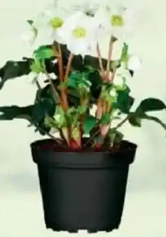 Jawoll Christrose Angebot