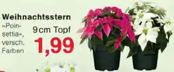 Jawoll Weihnachtsstern Angebot