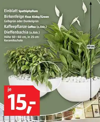 Bauhaus Zimmerpflanzen Angebot