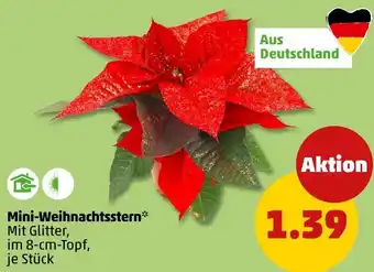 PENNY Mini-Weihnachtsstern Angebot