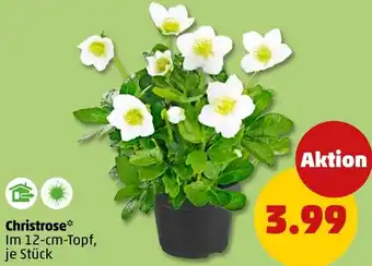 PENNY Christrose Angebot