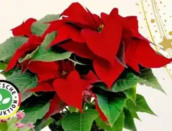 Thomas Philipps Weihnachtssterne Angebot