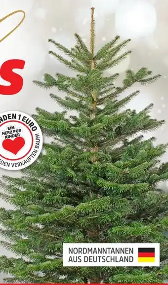 Thomas Philipps Nordmanntannen Angebot