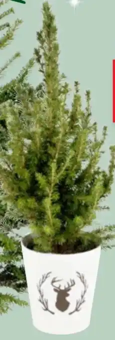 Thomas Philipps Picea Conica Angebot