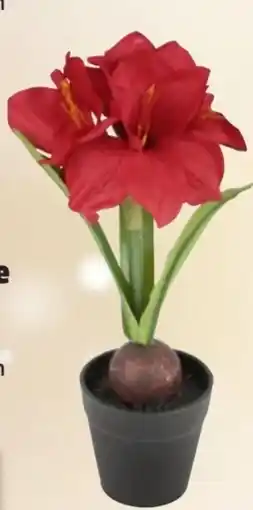 Thomas Philipps Künstliche Amaryllis Angebot