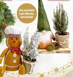 Thomas Philipps Geschenkset Zwerg Angebot