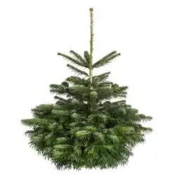toom Baumarkt Weihnachtsbaum Nordmanntanne Angebot