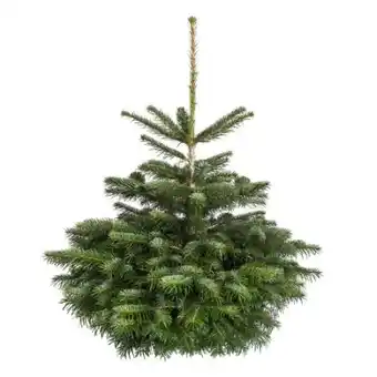 toom Baumarkt Weihnachtsbaum Nordmanntanne Angebot