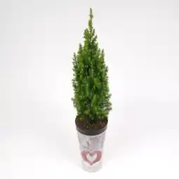 toom Baumarkt Mini-Weihnachtsbaum Angebot