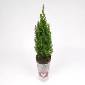 toom Baumarkt Mini-Weihnachtsbaum Angebot