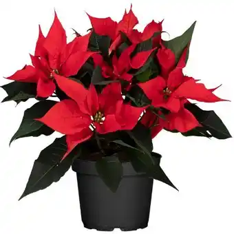 toom Baumarkt Weihnachtsstern Busch Angebot