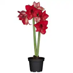 toom Baumarkt Amaryllis Angebot